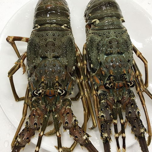 进口小青龙虾生冻大龙虾鲜活海鲜水产冷冻野生深海刺身级小青龙虾