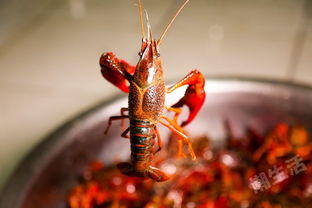 2017成都潮生活小龙虾节 疯了 成都这家地道美式虾工厂,居然能够自助吃小龙虾