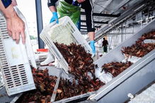 国联水产湖南首个小龙虾加工厂开业