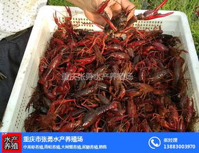 重庆市南川区张勇水产养殖场